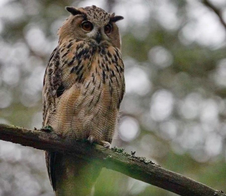 Краснокнижных филинов выпустили в леса Среднего Урала (ФОТО)