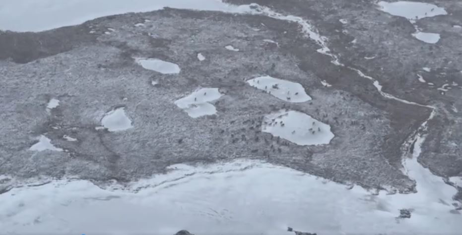 Специалисты не нашли следов медведя на указанном оленеводами месте