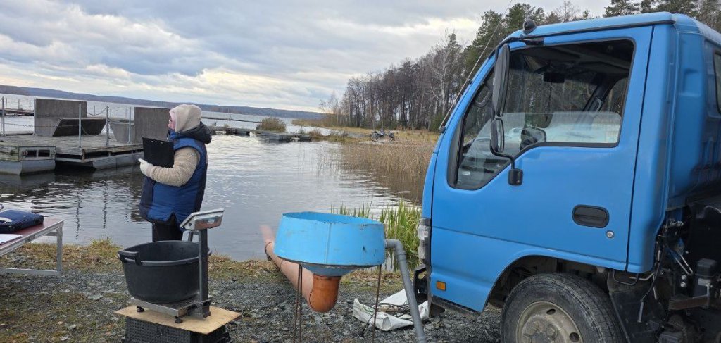 В уральские водоемы запустили тысячи сазанов