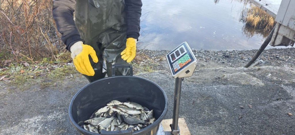 В уральские водоемы запустили тысячи сазанов