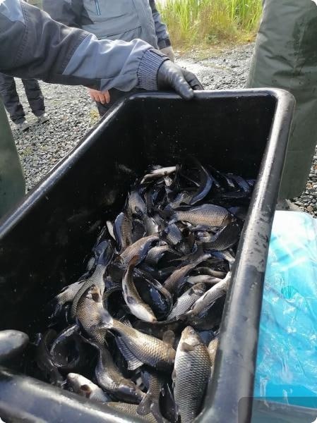 В уральские водоемы выпустили почти 18 тысяч мальков сазана (ФОТО)