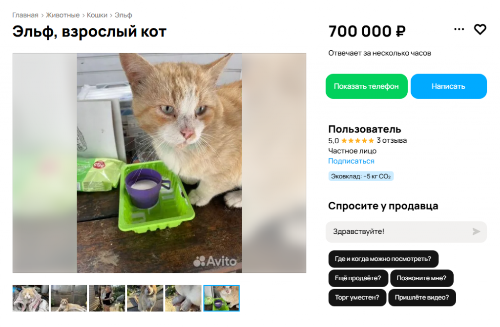 Екатеринбурженка продает бездомного кота за 700 тысяч