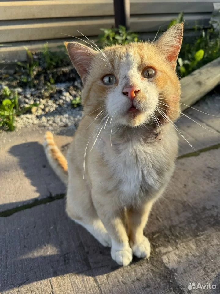 Екатеринбурженка продает бездомного кота за 700 тысяч