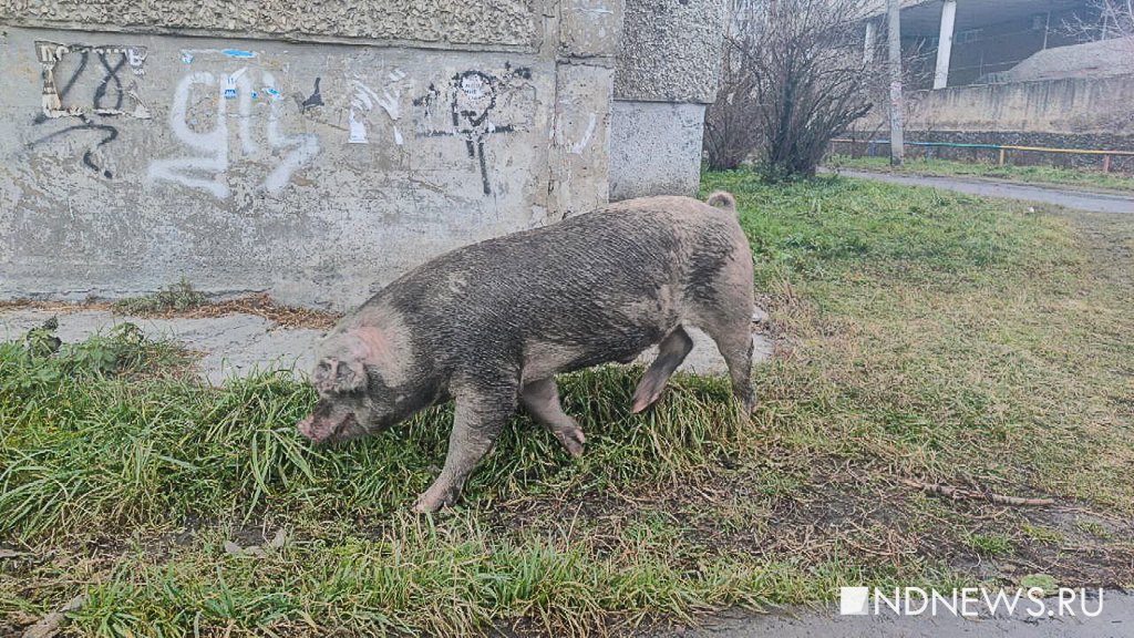 «Свиньи терроризируют город», – губернатору пожаловались на животных на улицах (ФОТО)
