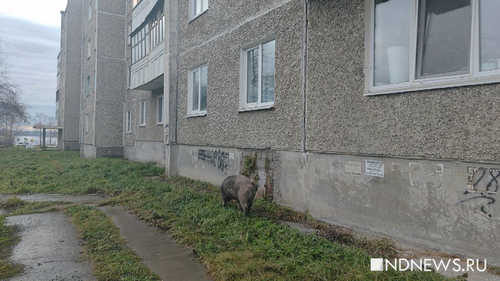 «Свиньи терроризируют город», – губернатору пожаловались на животных на улицах (ФОТО)