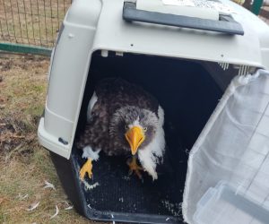 В Екатеринбург завезли краснокнижного хищника