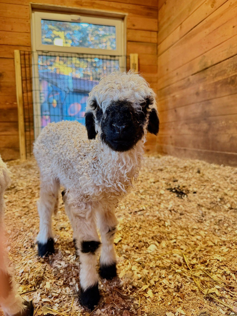 В зоопарке на Уктусе родились валлийские барашки