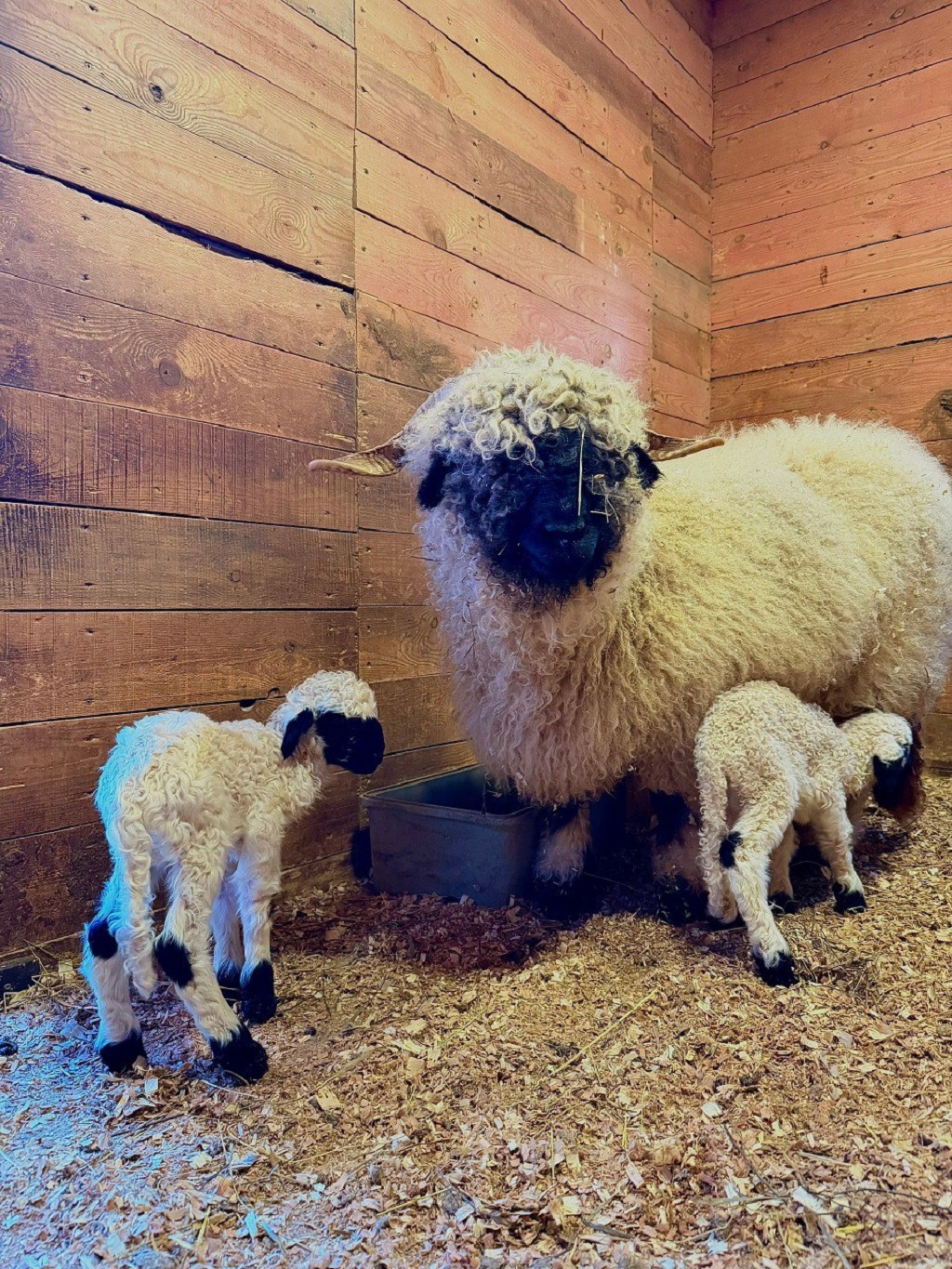 В зоопарке на Уктусе родились валлийские барашки