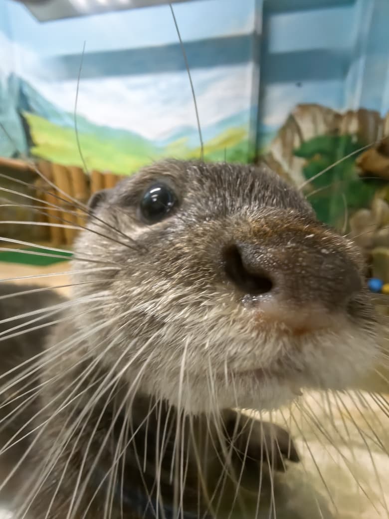 В зоопарк привезли самца выдры – но пока он маленький (ФОТО)