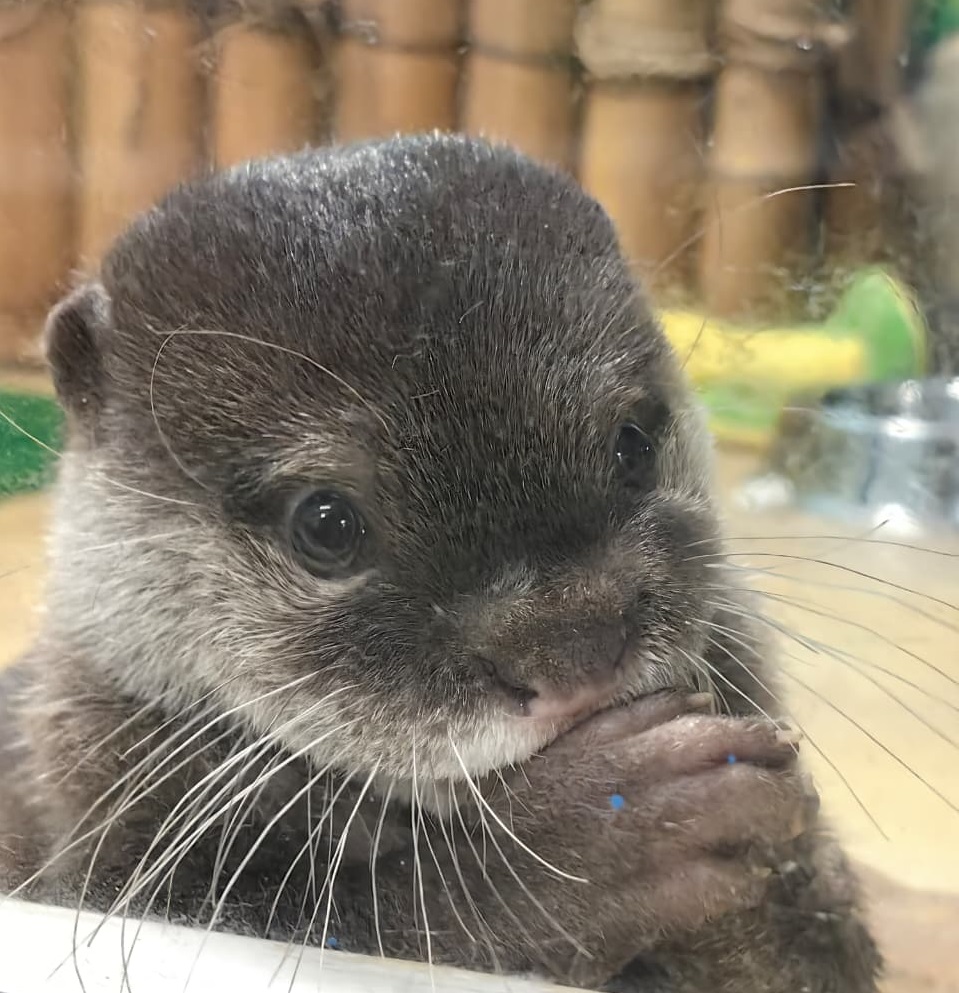 В зоопарк привезли самца выдры – но пока он маленький (ФОТО)