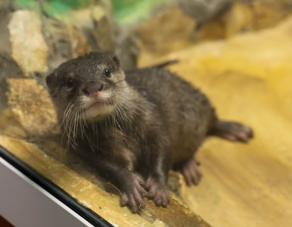 В зоопарк привезли самца выдры – но пока он маленький (ФОТО)