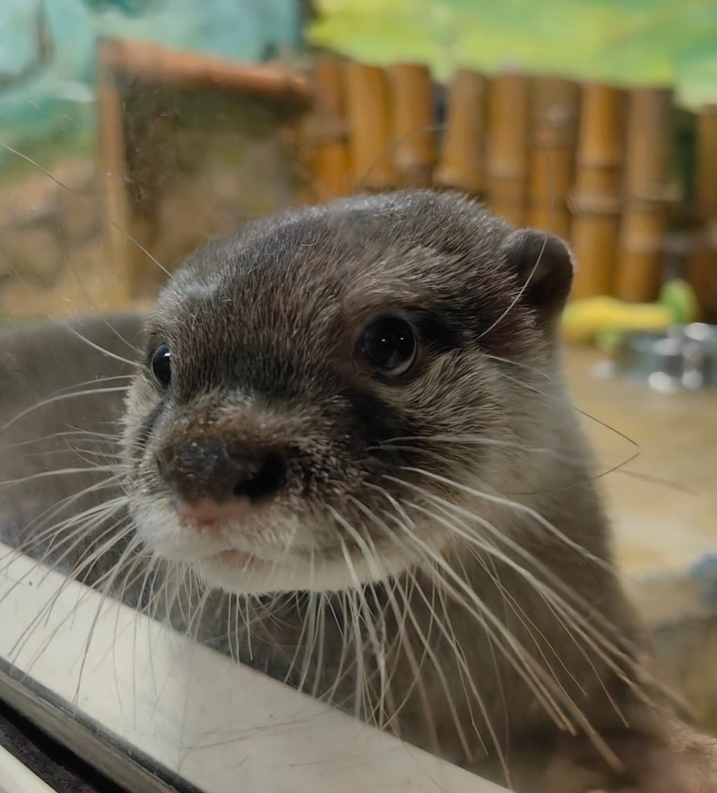 В зоопарк привезли самца выдры – но пока он маленький (ФОТО)