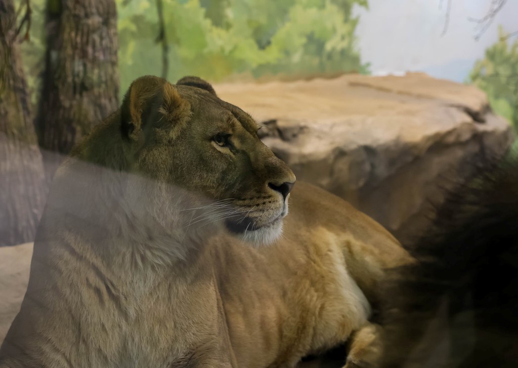 Львам устроили зимние вольеры