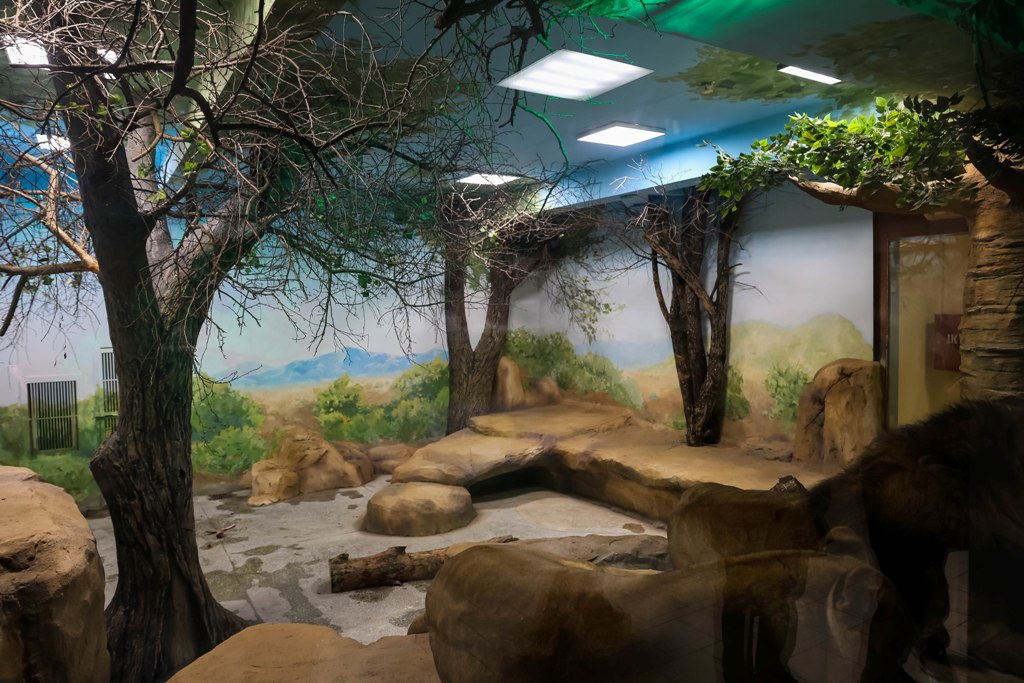 Львам устроили зимние вольеры