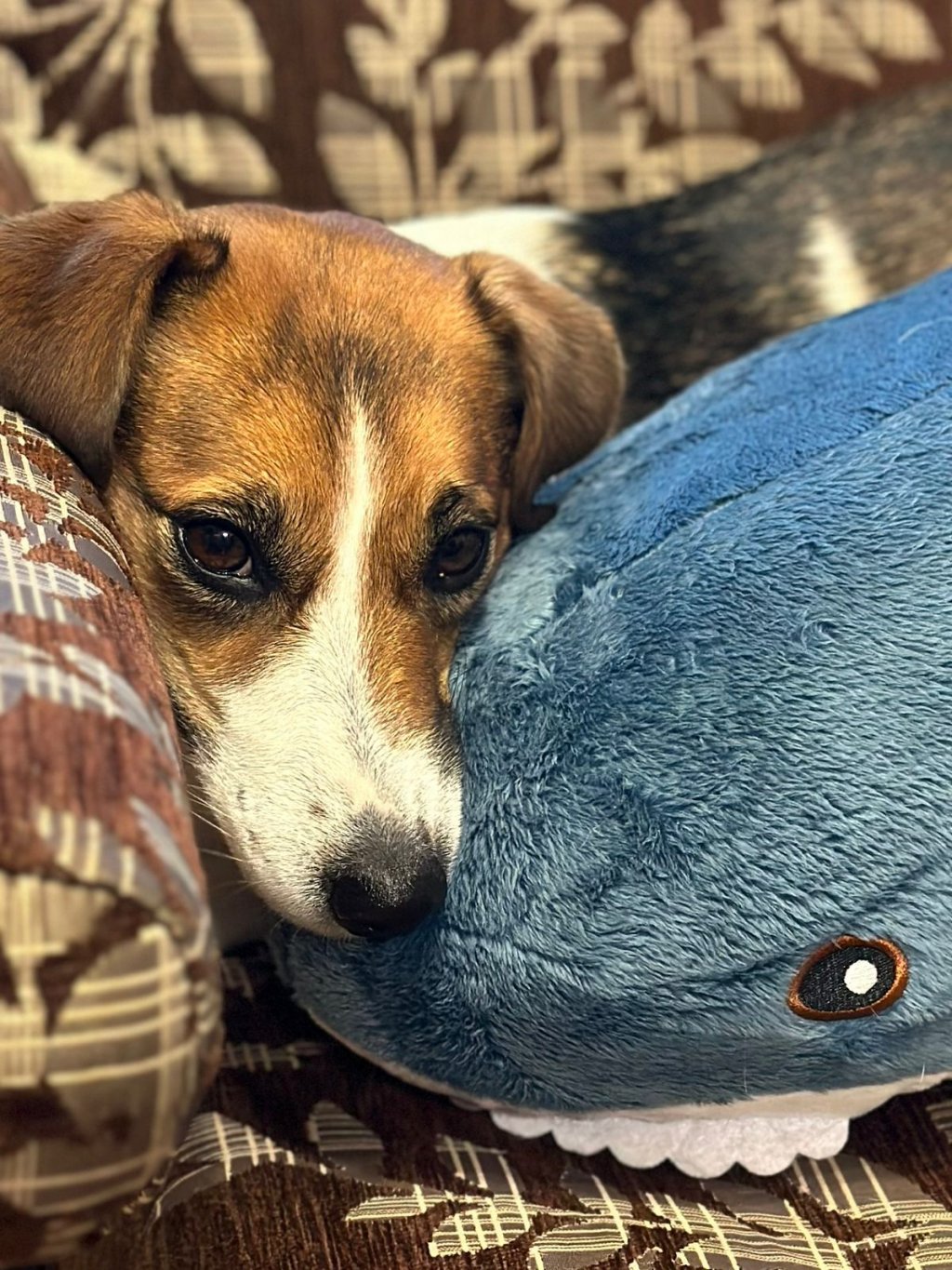 В центре города ищут убежавшую собаку – объявлено вознаграждение (ФОТО)