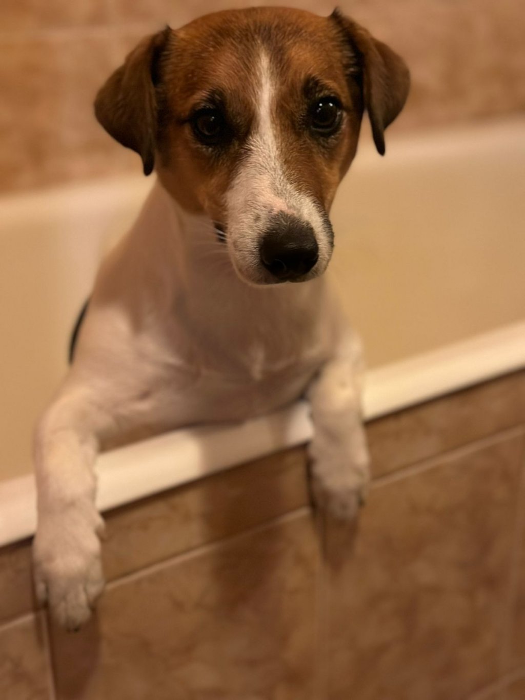 В центре города ищут убежавшую собаку – объявлено вознаграждение (ФОТО)