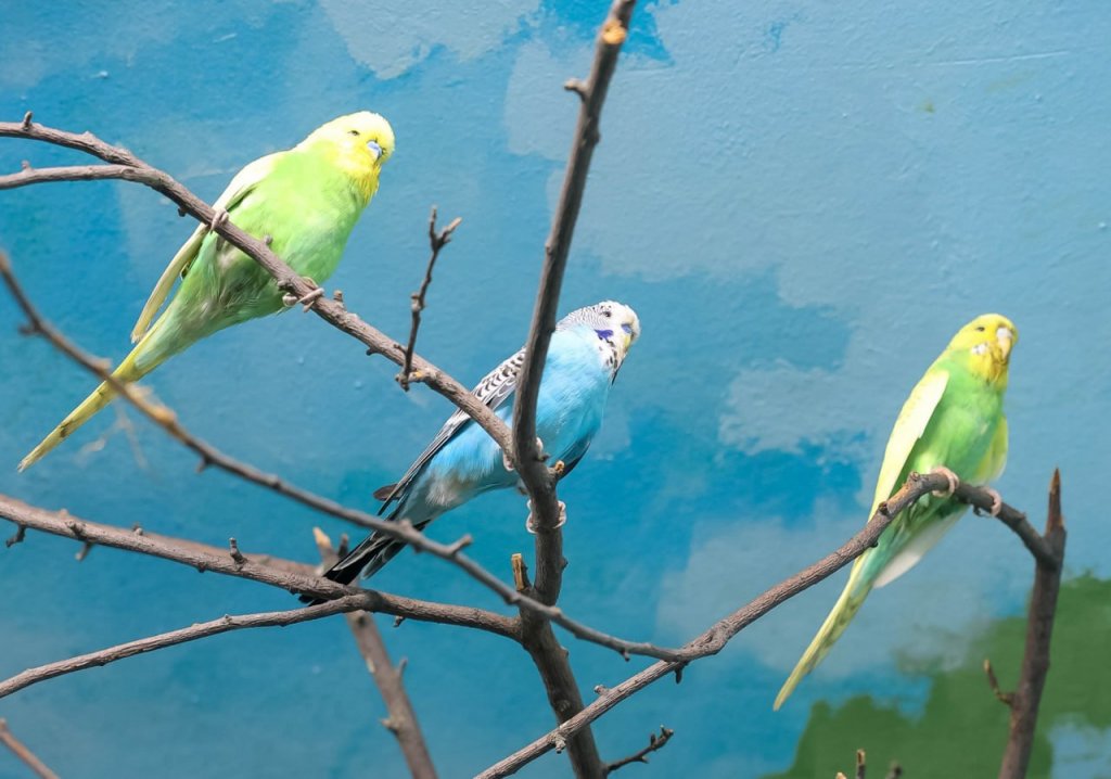 В зоопарке появилась новая стая попугаев (ФОТО)