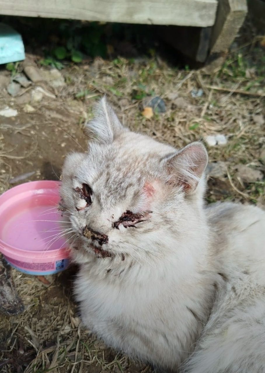 За бездомного кота у новых хозяев попросили 115 тысяч. И вот почему