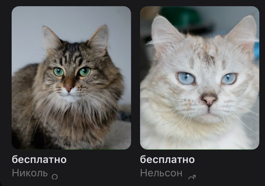 За бездомного кота у новых хозяев попросили 115 тысяч. И вот почему