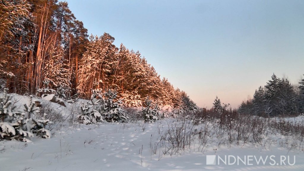 Свердловчане второй год подряд законопослушно рубят елки для Нового года