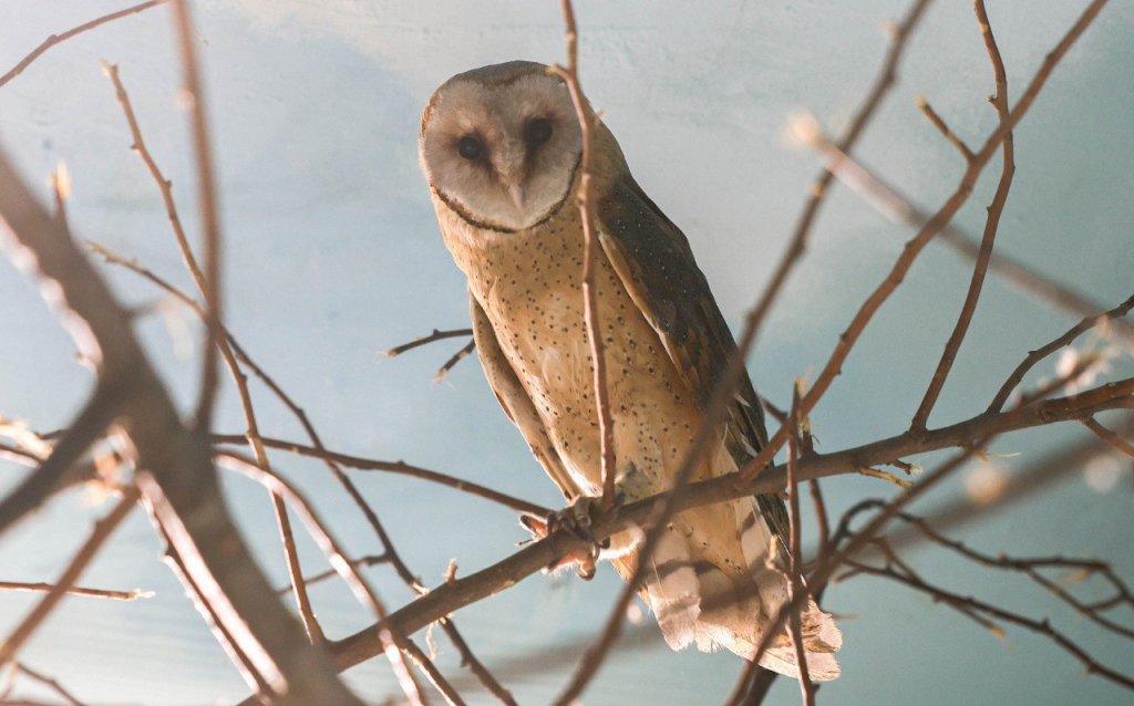 В Екатеринбургском зоопарке поселились две сипухи