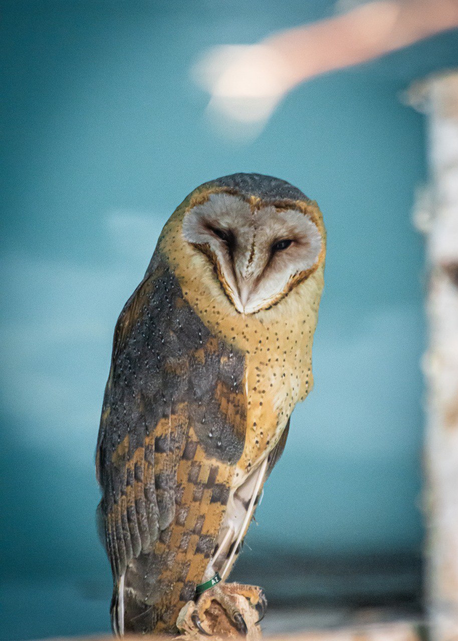 В Екатеринбургском зоопарке поселились две сипухи