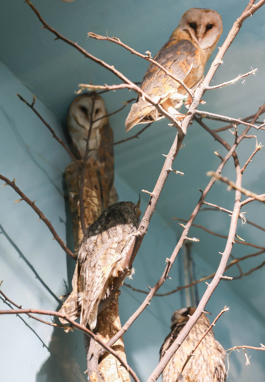 В Екатеринбургском зоопарке поселились две сипухи