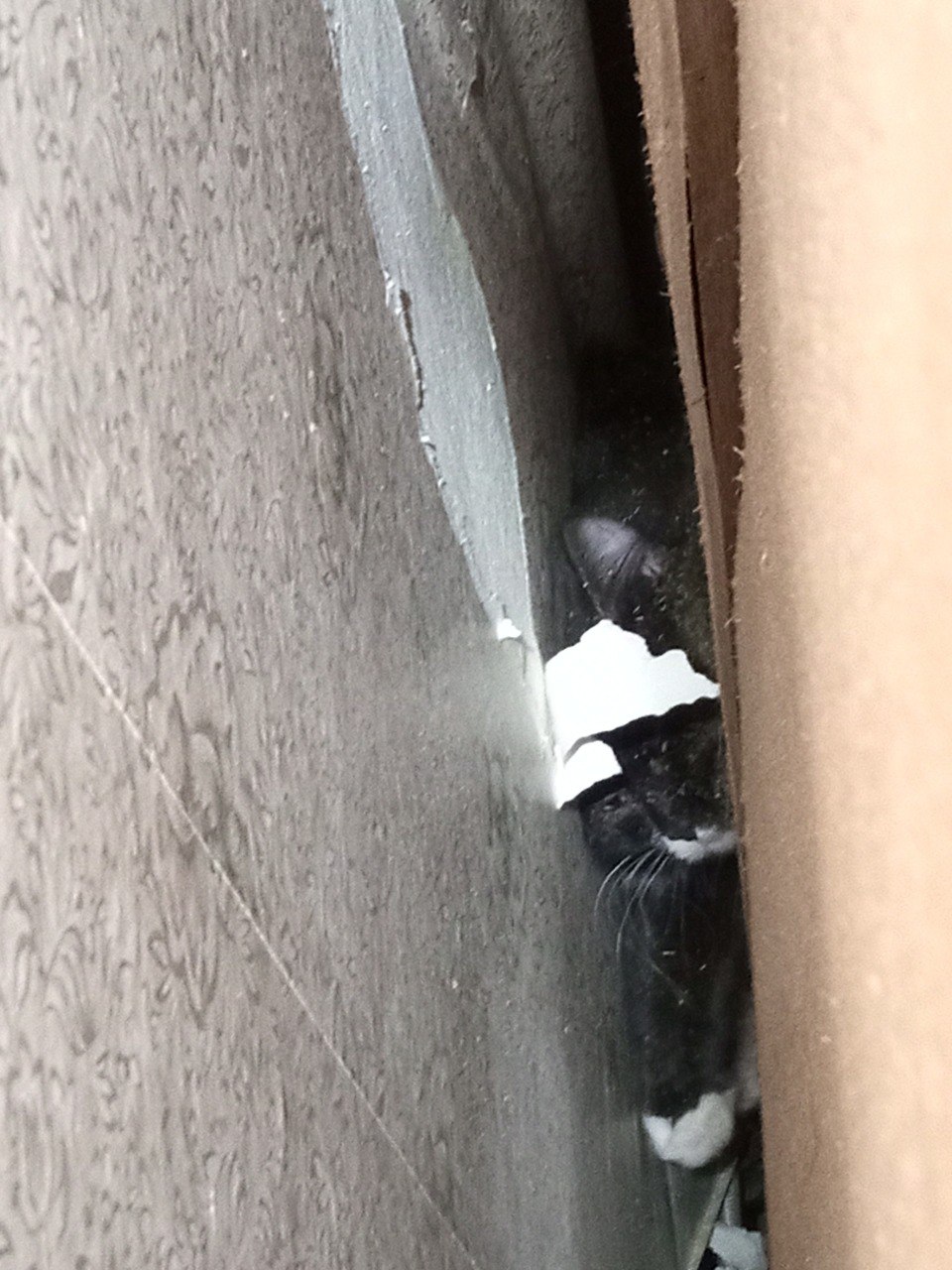 В Екатеринбурге спасли кошку, застрявшую на несколько дней за шкафом (ФОТО)