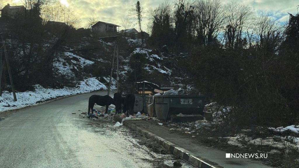 Туристов удивили лошади на сочинских мусорках (ФОТО)