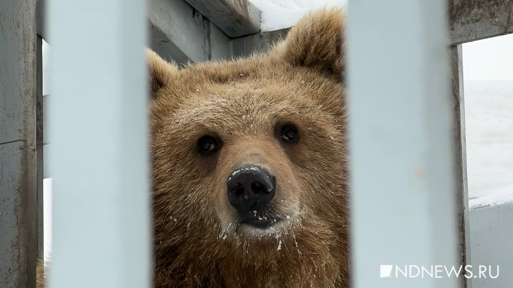 Тяньшанская медведица Алма отмечает день рождения (ФОТО, ВИДЕО)