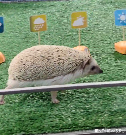 ежиха Снежа предсказала погоду на весну (ВИДЕО)