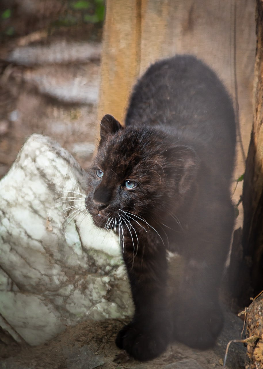 Черная пантера из Екатеринбурга улетела на ПМЖ в Алматы (ФОТО)
