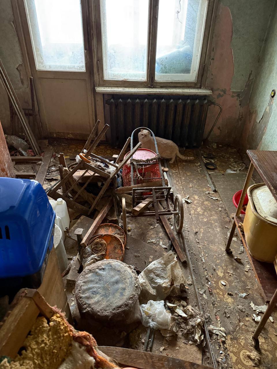 У жительницы Екатеринбурга изъяли 10 кошек после жалоб соседей