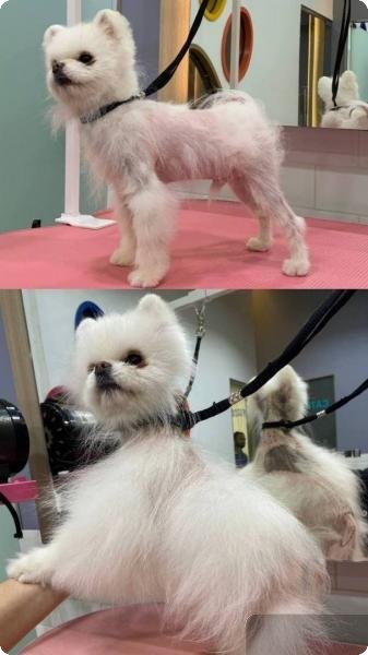 Уральская компания разработала средство для роста шерсти у собак с облысением (ФОТО)