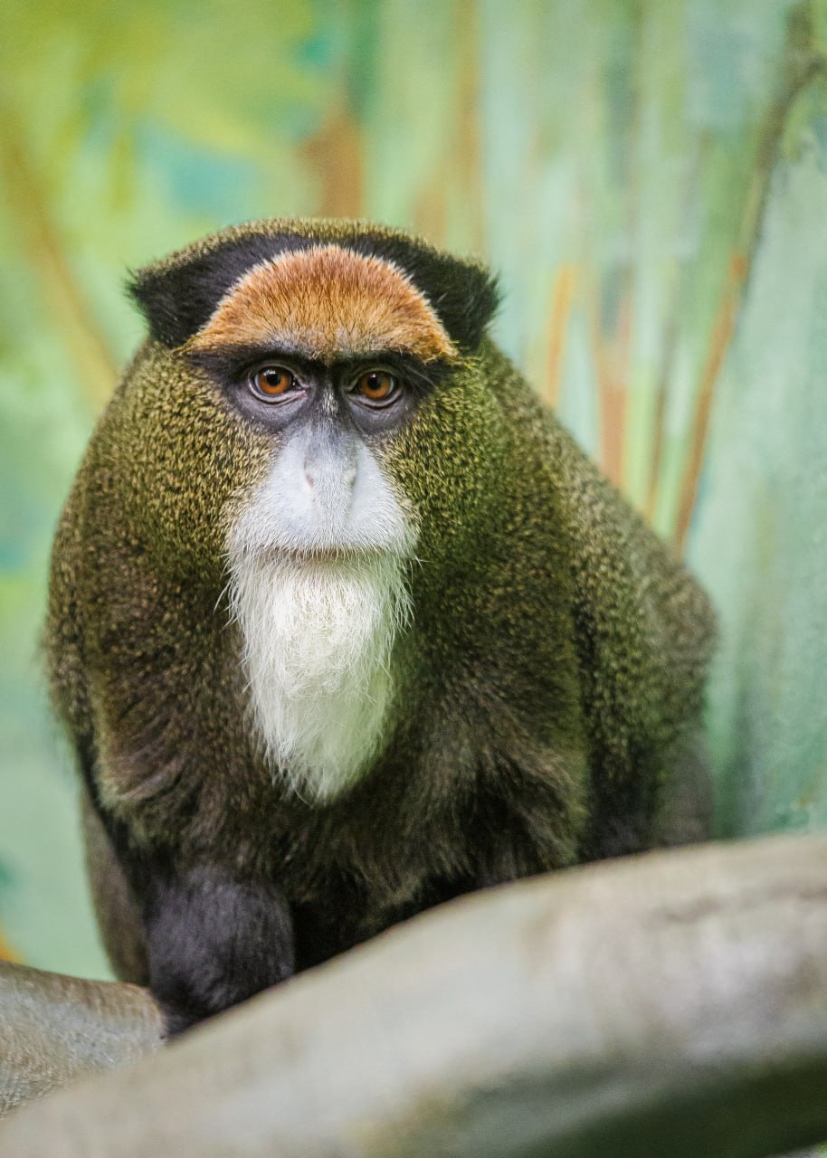 В екатеринбургском зоопарке выбирают Зоомистера-2026 (ФОТО)