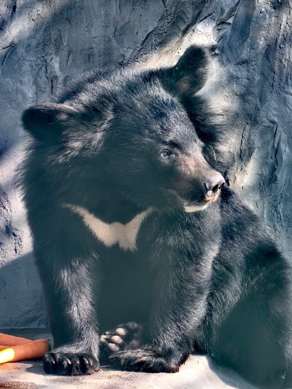 В екатеринбургском зоопарке выбирают Зоомистера-2026 (ФОТО)