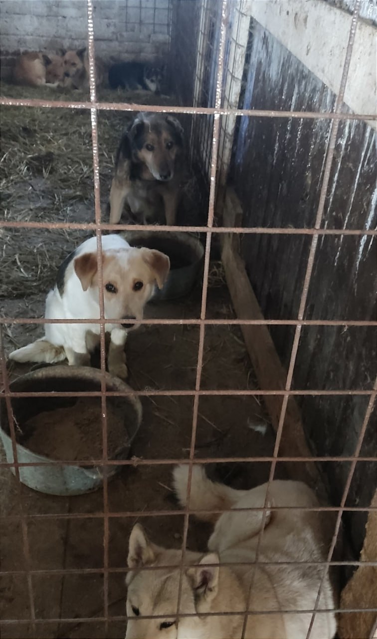 зоозащитники пытаются спасти десятки животных из приюта в Камышлове