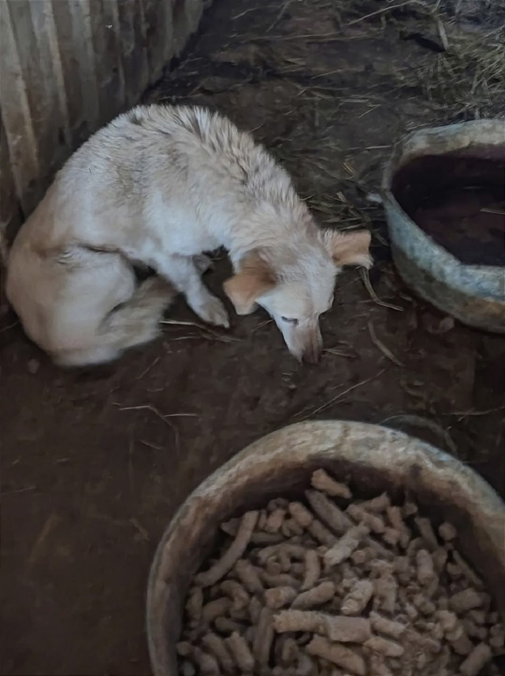 зоозащитники пытаются спасти десятки животных из приюта в Камышлове
