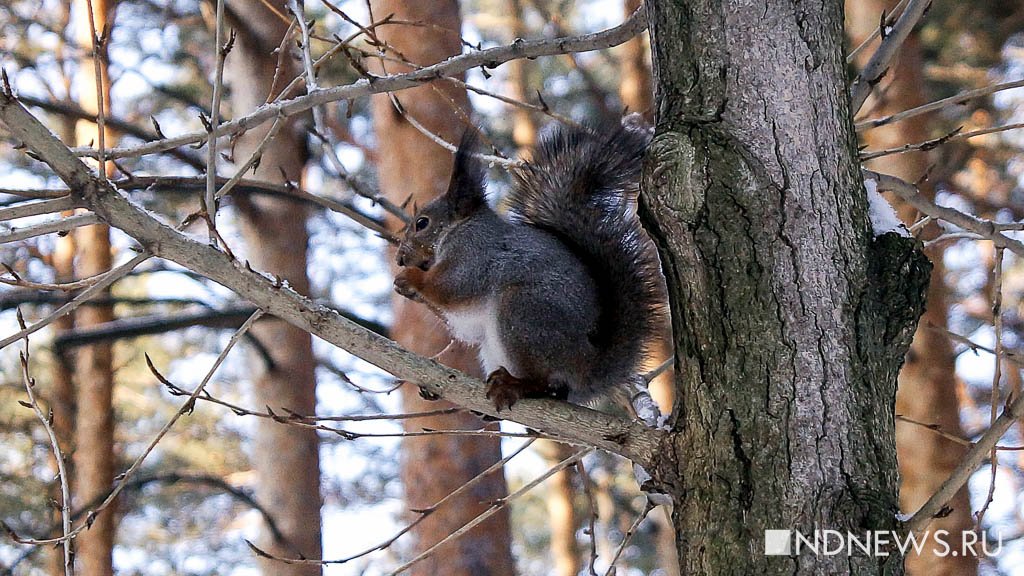 Кормить белок оказалось опасно. Санврачи объяснили цену развлечения