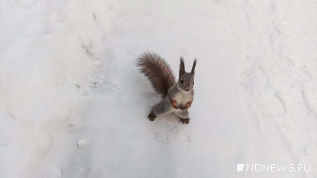 Кормить белок оказалось опасно. Санврачи объяснили цену развлечения