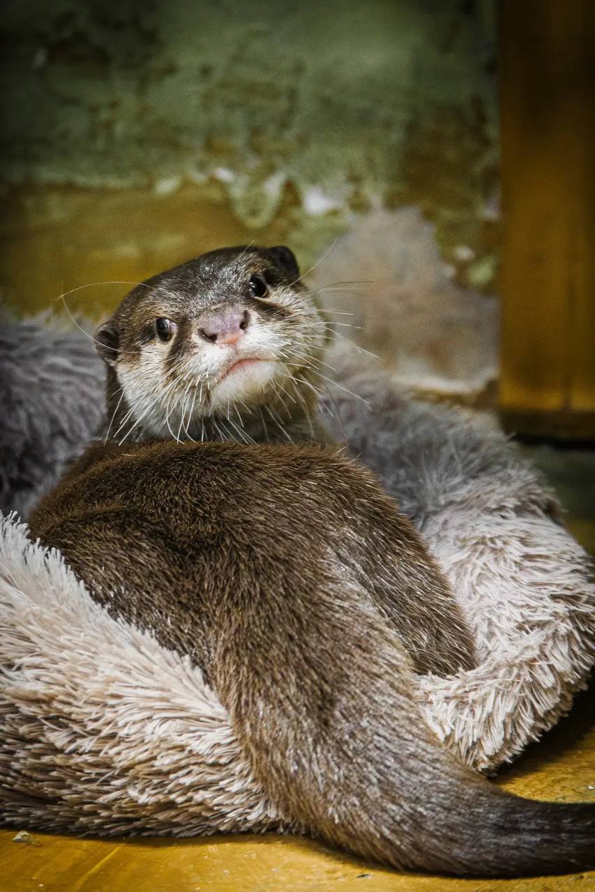 В Екатеринбургском зоопарке выбрали главного красавца