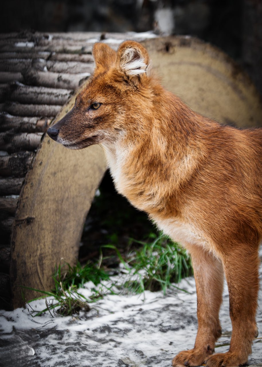 В зоопарке выбирают самую огненную красавицу (ФОТО)