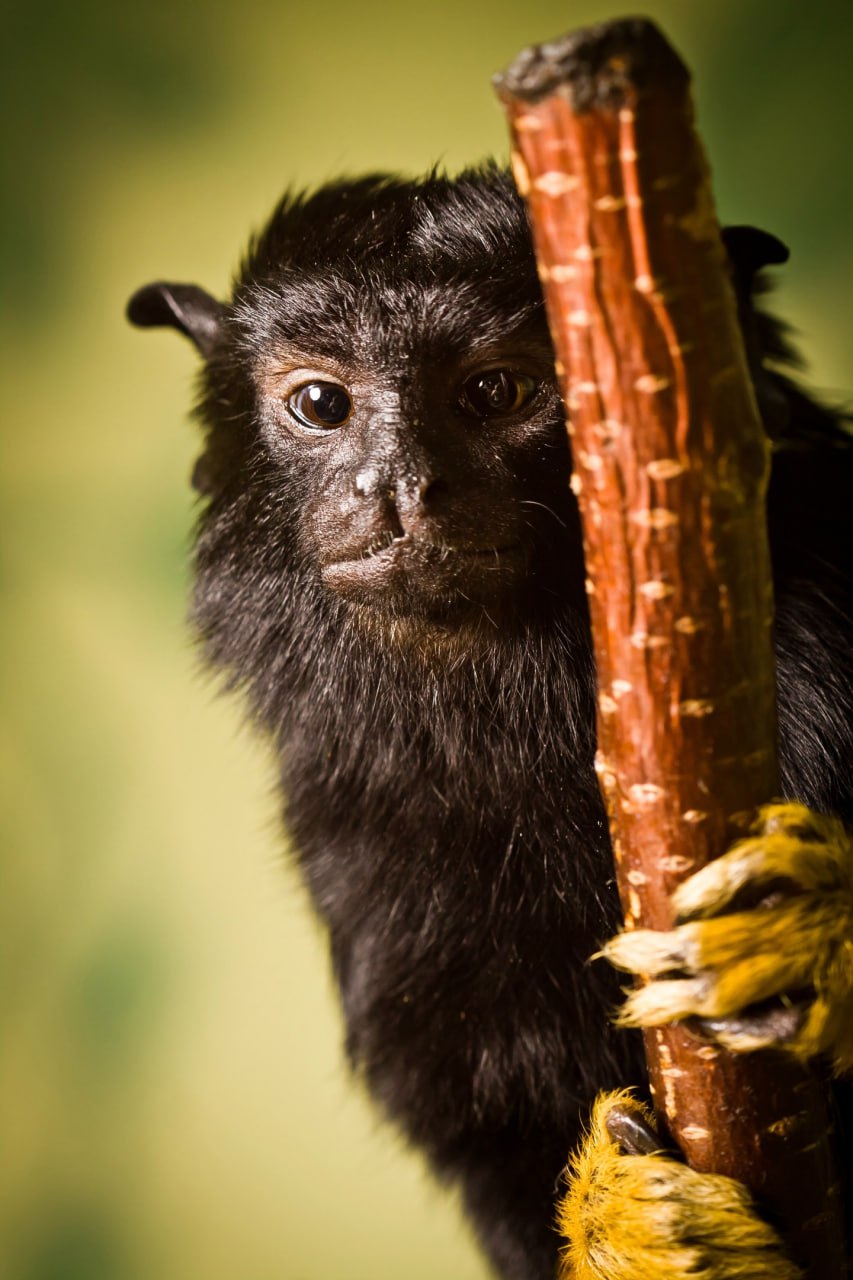 В зоопарке выбирают самую огненную красавицу (ФОТО)
