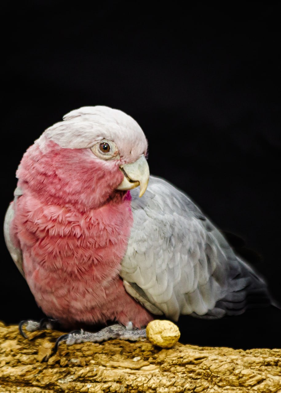 В зоопарке выбирают самую огненную красавицу (ФОТО)