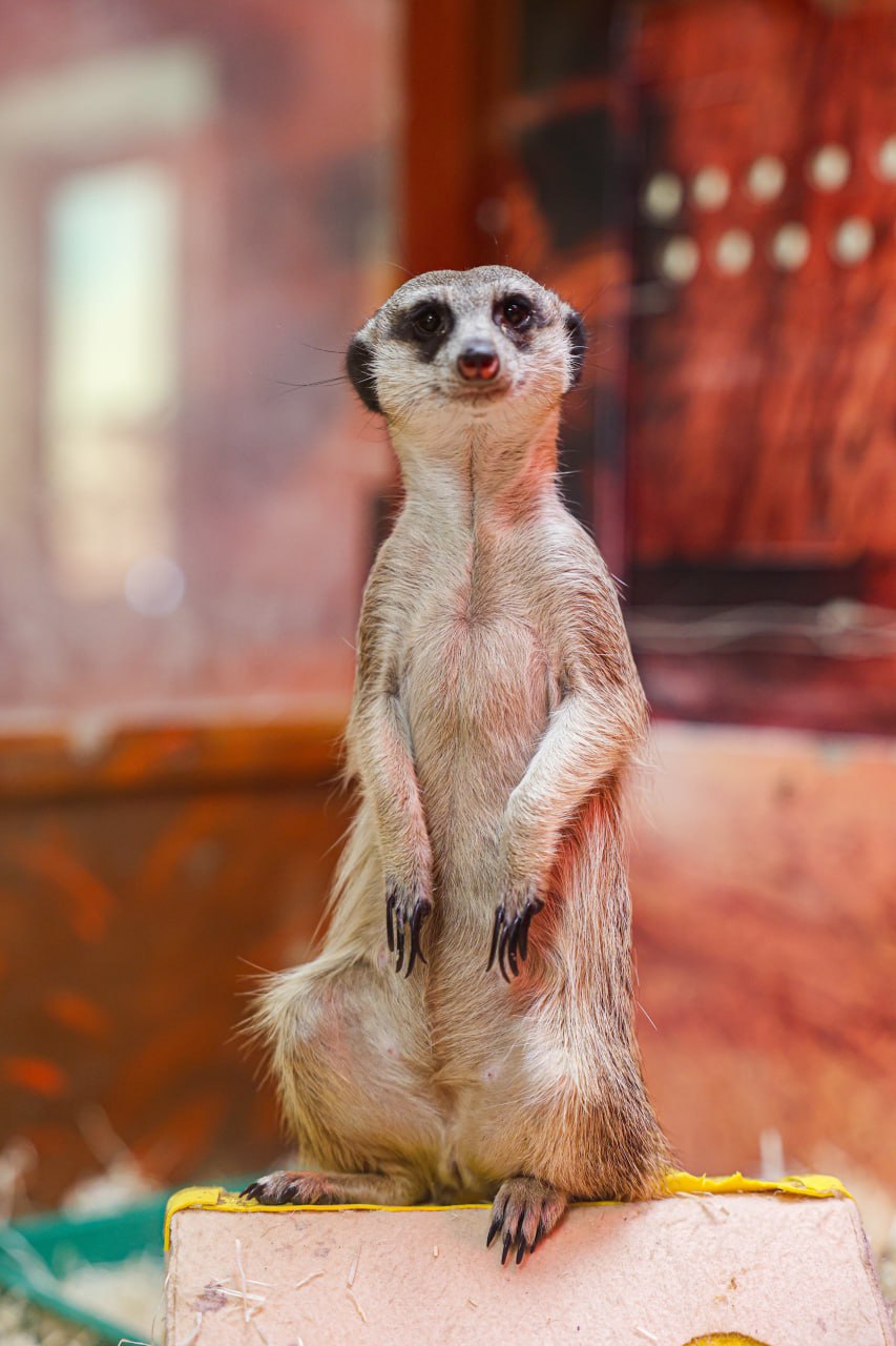 В Екатеринбургском зоопарке поселились сурикаты Роза и Лаванда (ФОТО)