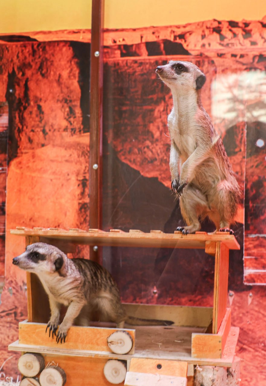 В Екатеринбургском зоопарке поселились сурикаты Роза и Лаванда (ФОТО)