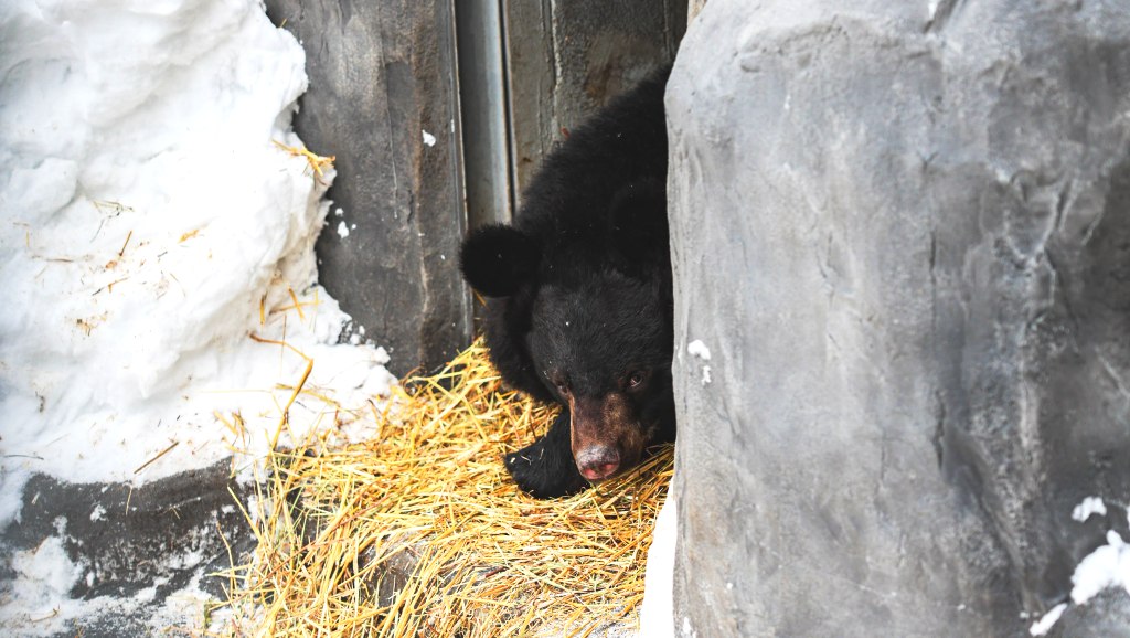 В Екатеринбургском зоопарке проснулись медведи (ФОТО)