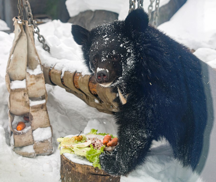 В Екатеринбургском зоопарке проснулись медведи (ФОТО)