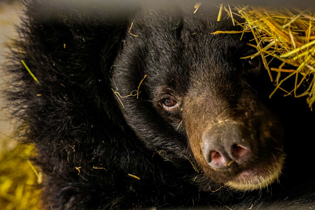 В Екатеринбургском зоопарке проснулись медведи (ФОТО)