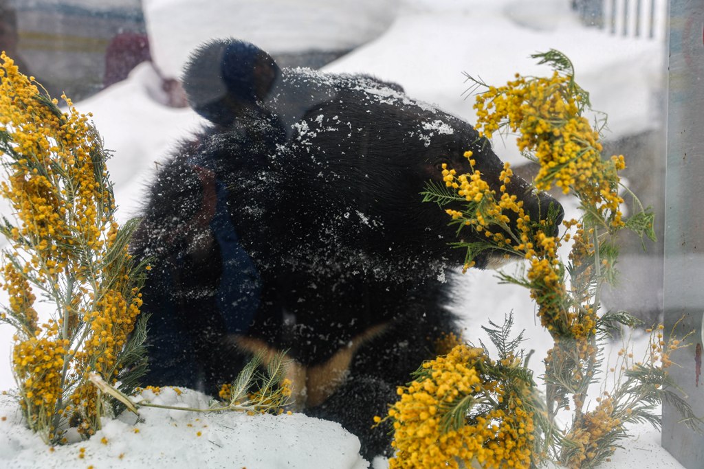 В Екатеринбургском зоопарке проснулись медведи (ФОТО)
